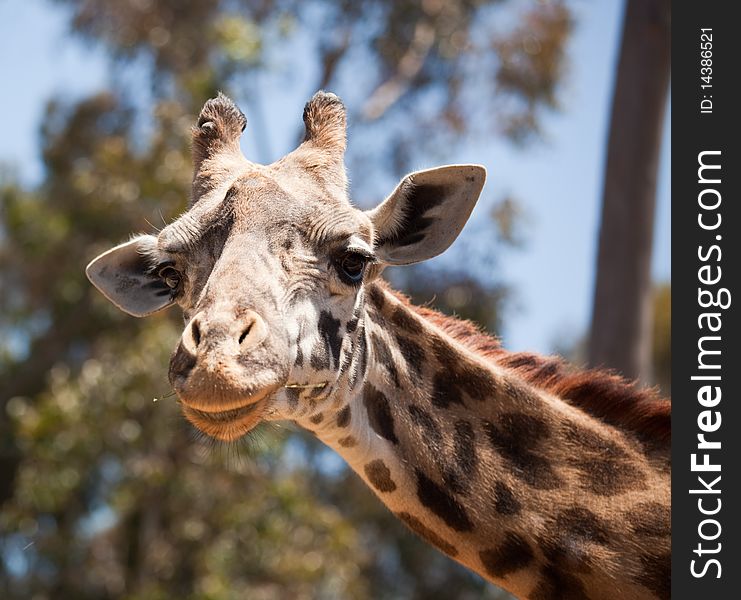 Close-up Of Giraffe Head