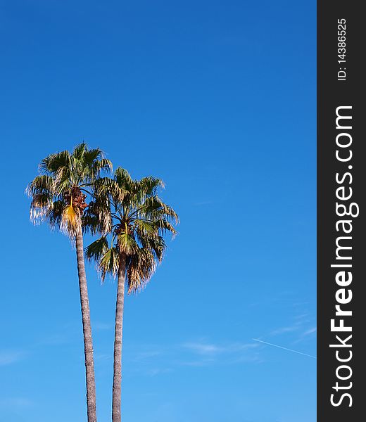 A shot of two exotic palm and bright blue sky. A shot of two exotic palm and bright blue sky