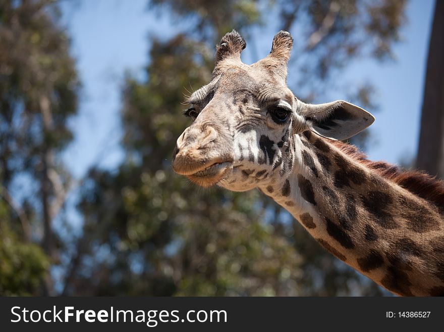 Close-up of a Majestic Giraffe Head with Narrow Depth of Field. Close-up of a Majestic Giraffe Head with Narrow Depth of Field.