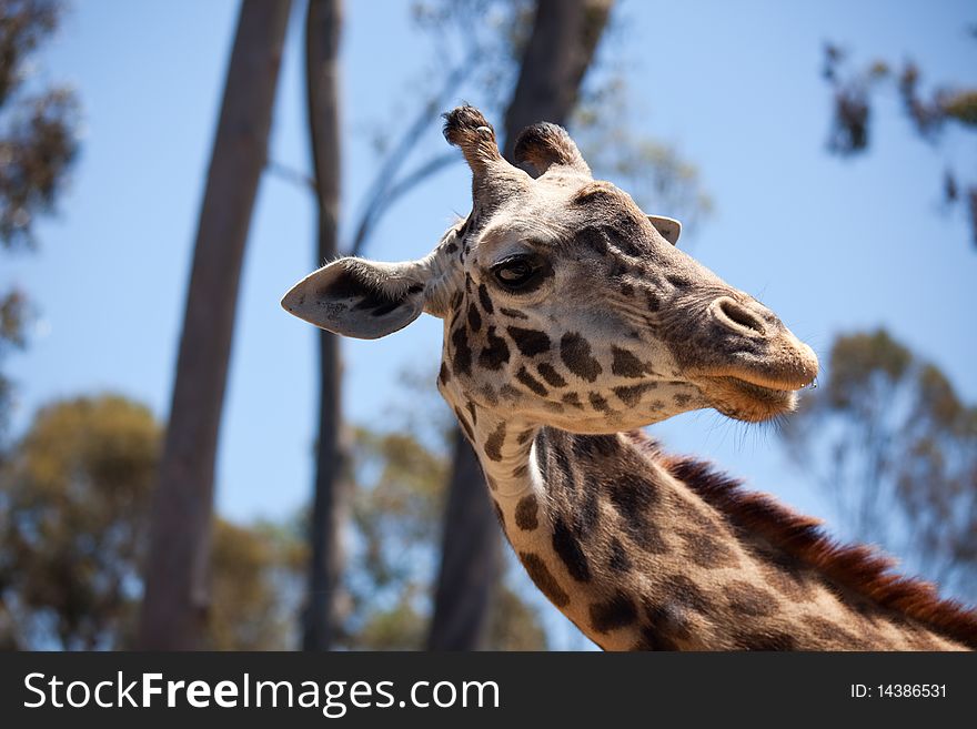 Close-up of a Majestic Giraffe Head with Narrow Depth of Field. Close-up of a Majestic Giraffe Head with Narrow Depth of Field.