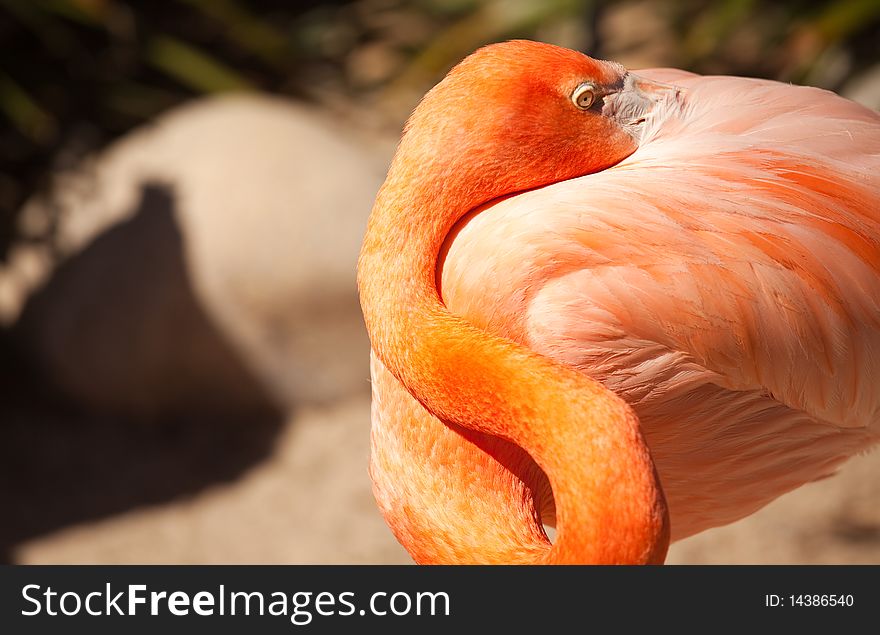 Beautiful Flamingo Rests In The Warm Morning Light.
