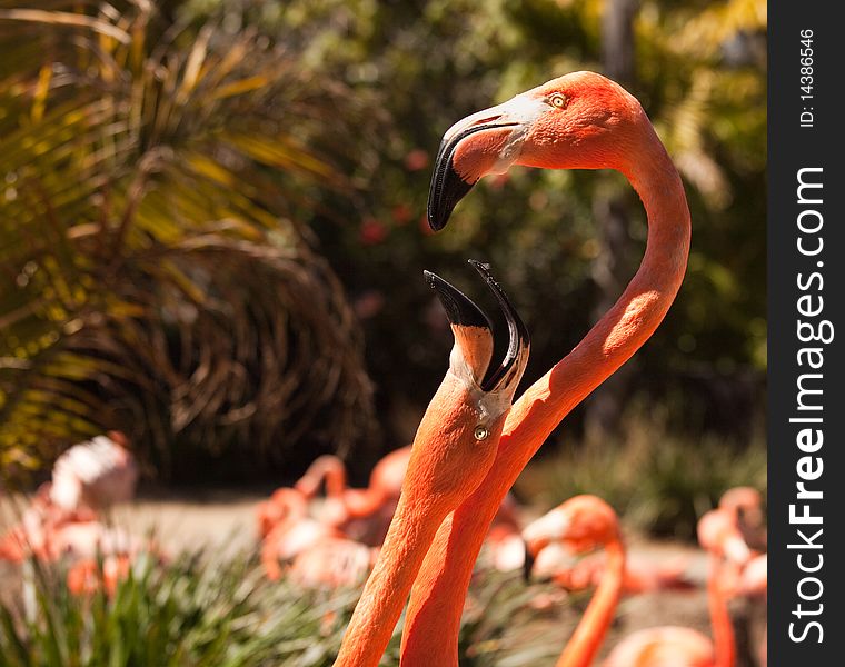 Two Beautiful Flamingos Performing Their Mating Ritual. Two Beautiful Flamingos Performing Their Mating Ritual.