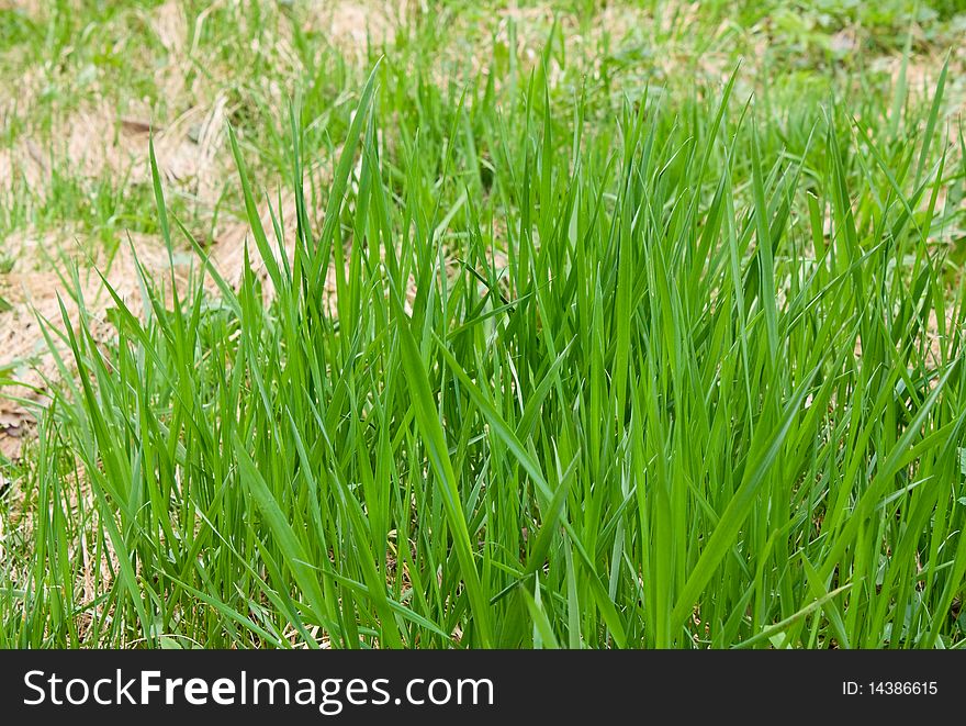 Lawn of the bright green grass closeup. Lawn of the bright green grass closeup