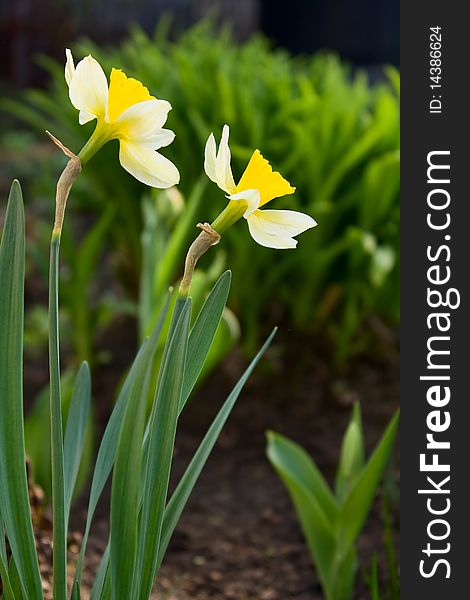 Beautiful bright yellow bloom in the spring narcissuses