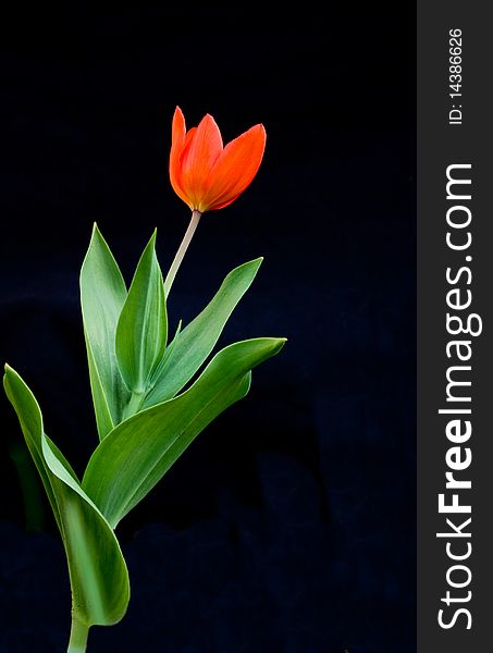 Beautiful bright red tulip on black background
