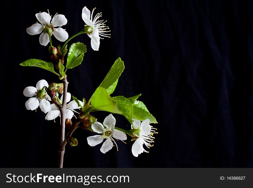 Beautiful flowers blooming cherry on a black background. Beautiful flowers blooming cherry on a black background