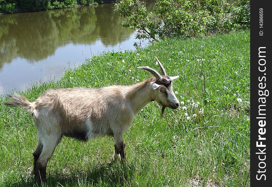 Goat keeping in the pasture near the river. Goat keeping in the pasture near the river