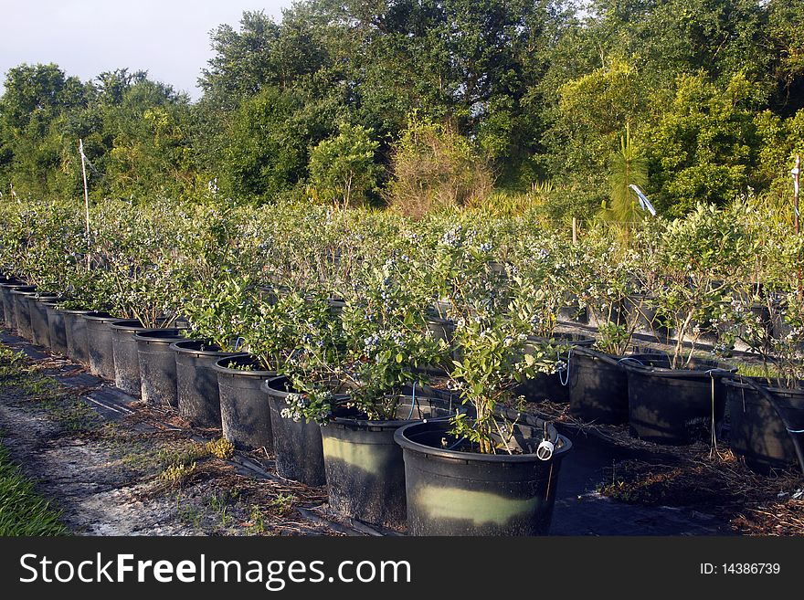 Rows of blueberry plants in pots. Rows of blueberry plants in pots