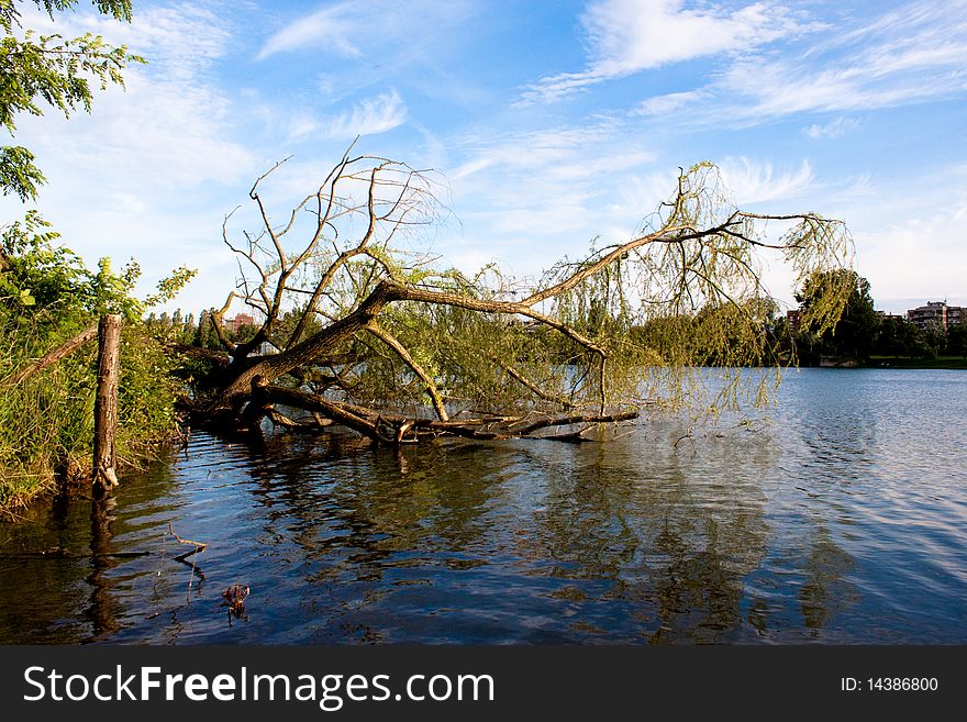 Tree on water