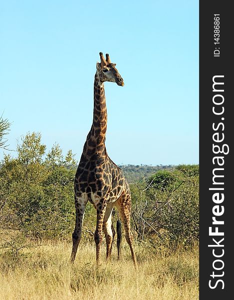 Giraffe in the bushveld of the Kruger Park, South Africa.