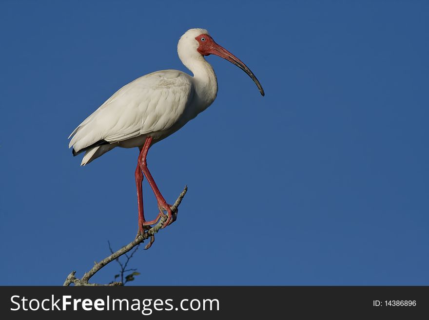 Single White Ibis on branch against blue sky