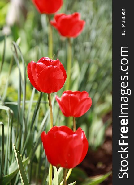 Spring tulip. Red flower outdoor