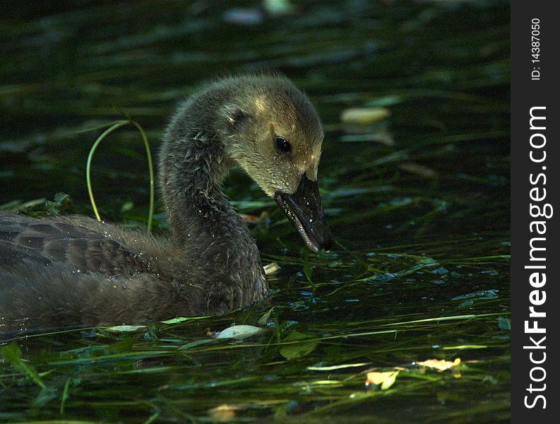 A gosling peering into the water is gently illumined by sunshine off the water. A gosling peering into the water is gently illumined by sunshine off the water.