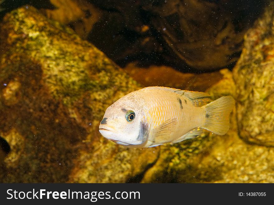 Yellow Cichlid In Aquarium