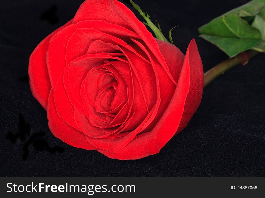 Close-up photograph of a Single red rose isolated on a black background. A nice romantic image.