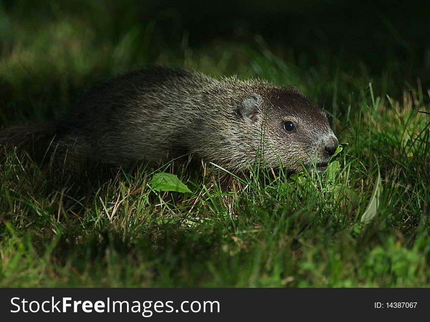 A groundhog pup wanders from his den to explore in the summer shadows.