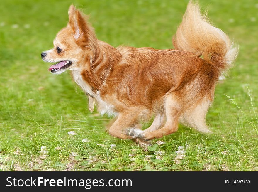 Running flame-red chihuahua, little blurry motion
