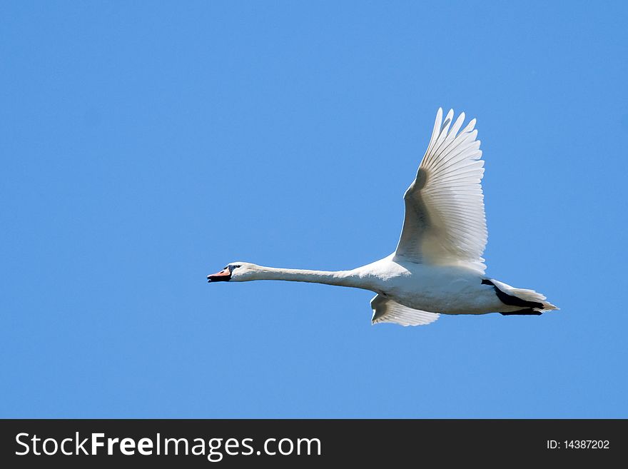 Mute Swan In Flight