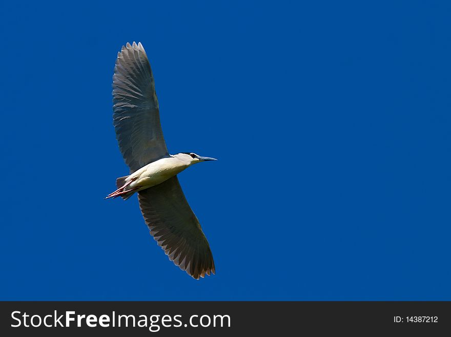 Black Crowned Night Heron ( Nycticorax nycticorax) in flight. Black Crowned Night Heron ( Nycticorax nycticorax) in flight