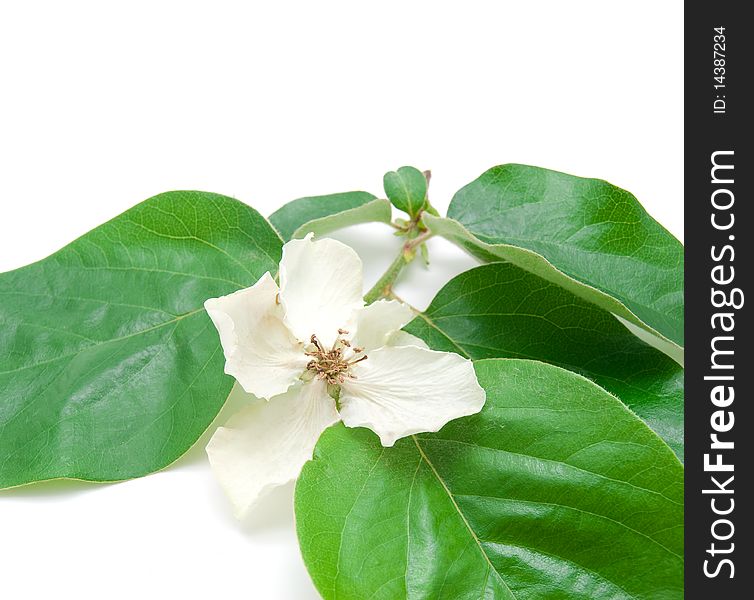 Branch with juicy green leaves and a white flower isolated on a white background