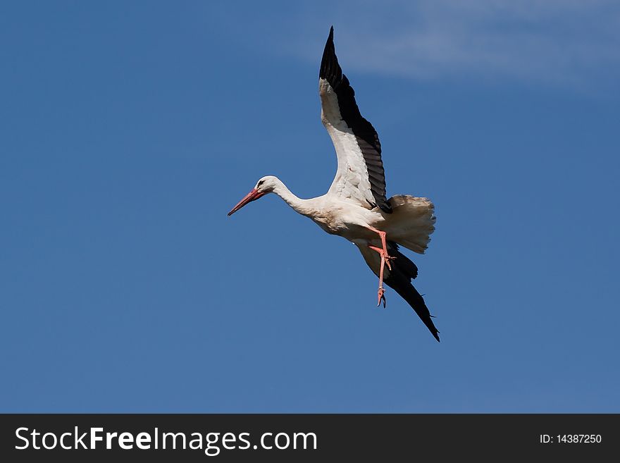 Stork is landing on nest against blue sky. Stork is landing on nest against blue sky