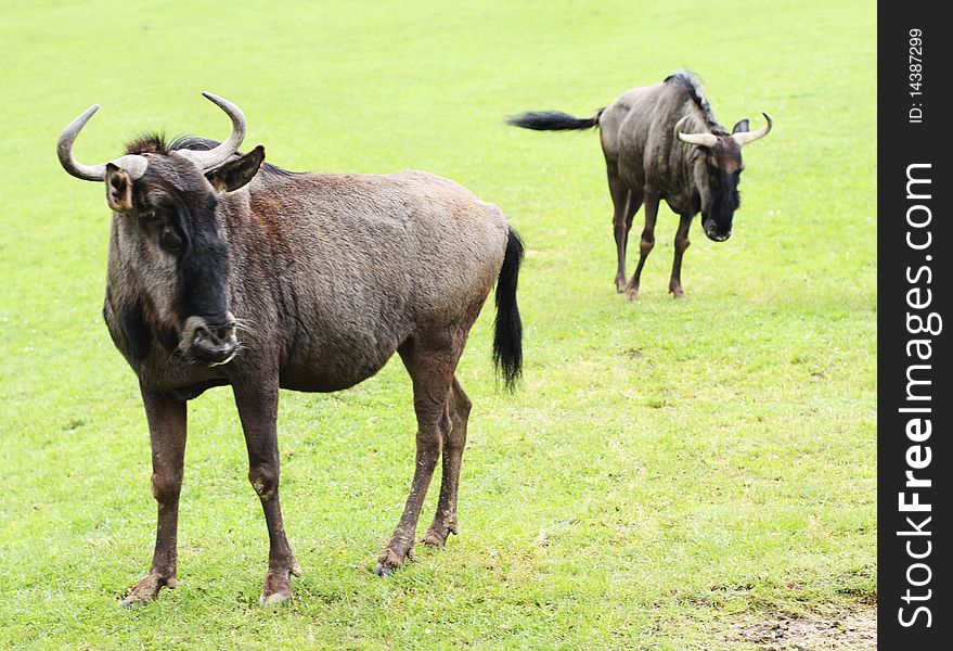 The Blue Wildebeest also called the Common Wildebeest, is a large antelope. The male is highly territorial using scent markings and other devices to protect his domain. The largest population is in the Serengeti, numbering over one million animals. The Blue Wildebeest also called the Common Wildebeest, is a large antelope. The male is highly territorial using scent markings and other devices to protect his domain. The largest population is in the Serengeti, numbering over one million animals.