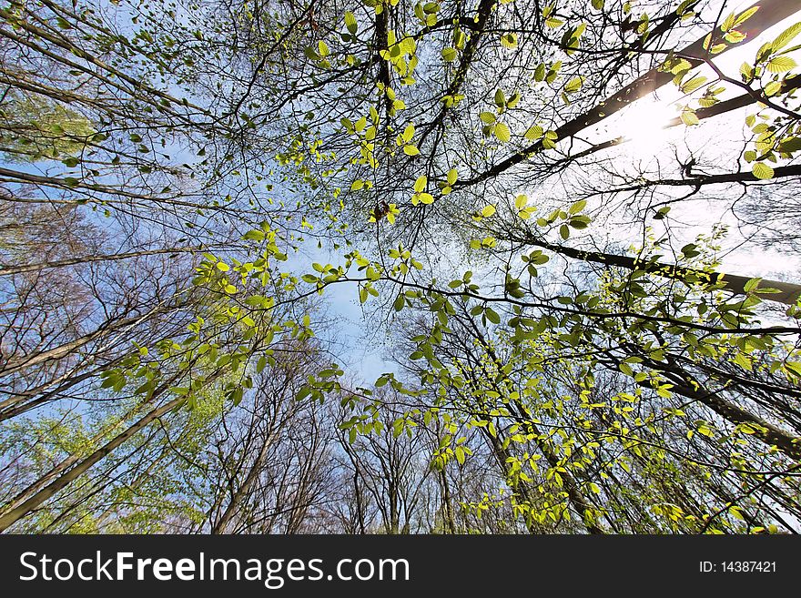 Photograph of the tree canopy