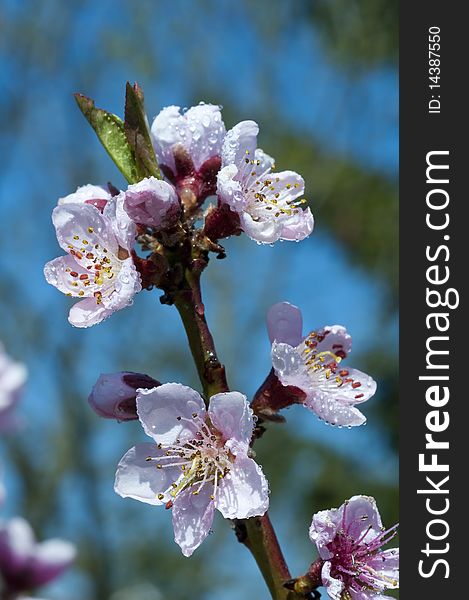 Blooming peach tree in spring after rain, close up. Blooming peach tree in spring after rain, close up.