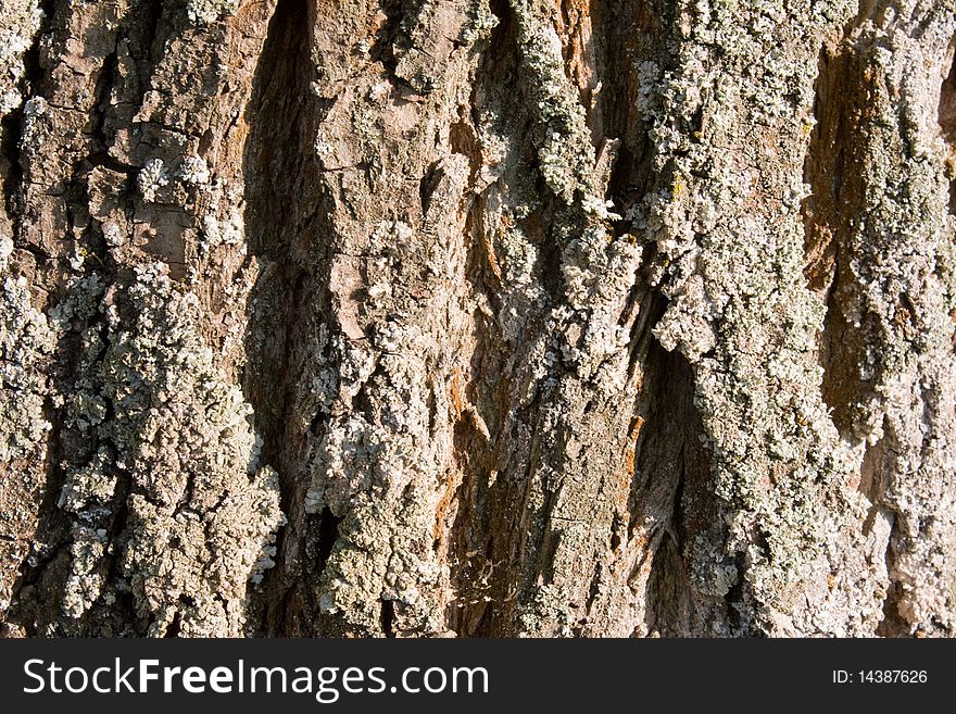 Bark Of A Tree A Background