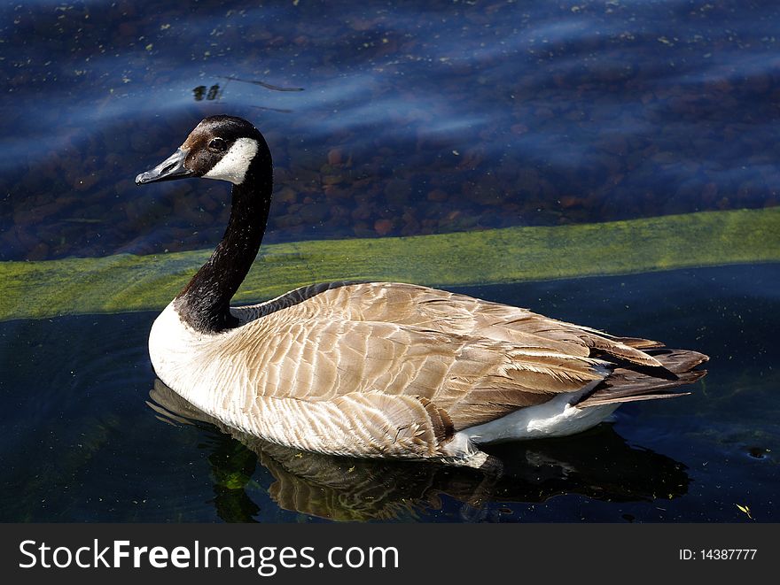 Canadian goose in the water