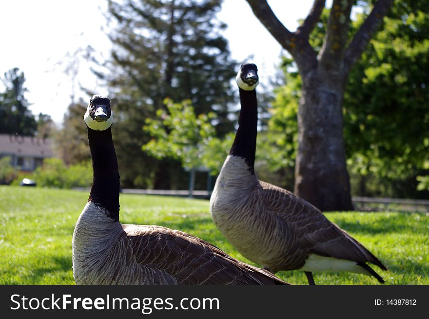 A canadian goose couple in the park