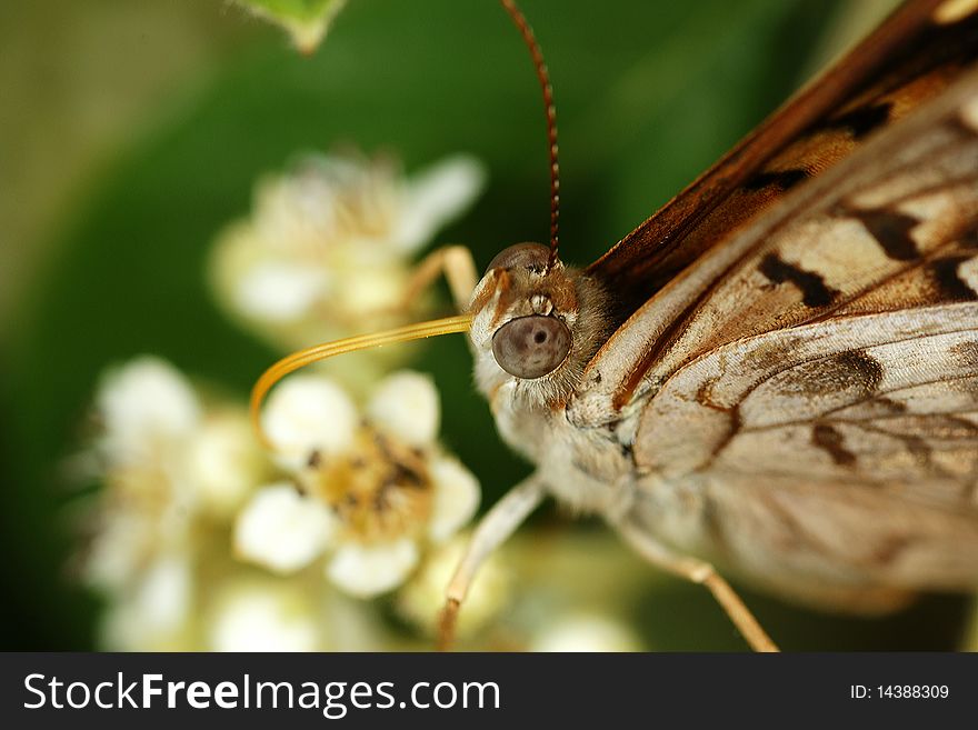 A macro shot of a butterfly. A macro shot of a butterfly