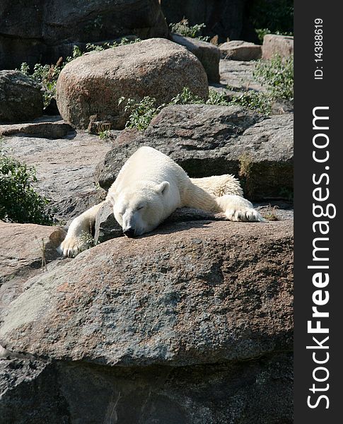 Sleeping polar bear, Berlin zoo