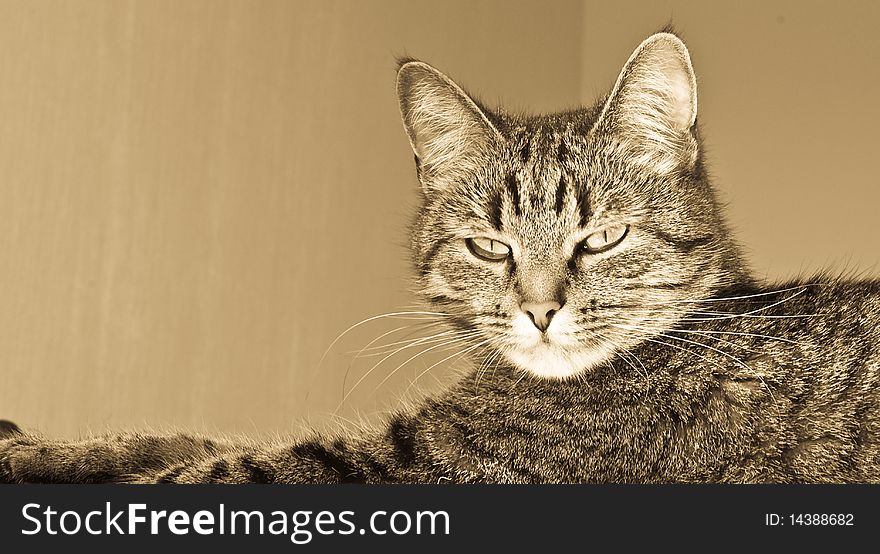 A Vivid pussycat with relaxed air lying on sofa. A Vivid pussycat with relaxed air lying on sofa