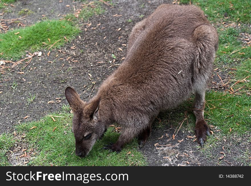 An Australian wallaby foraging for food.