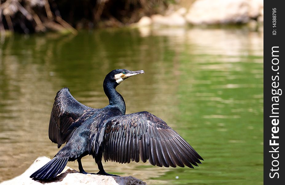 Black Cormorant standing on a rock near a pond drying his wing