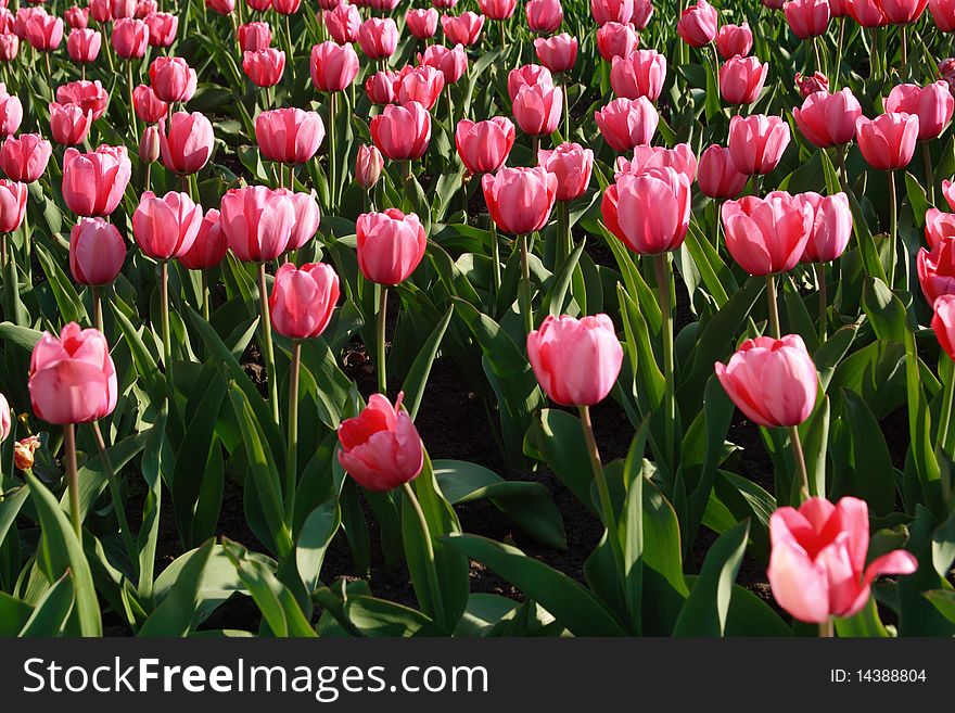 Many tulips in Spring Garden