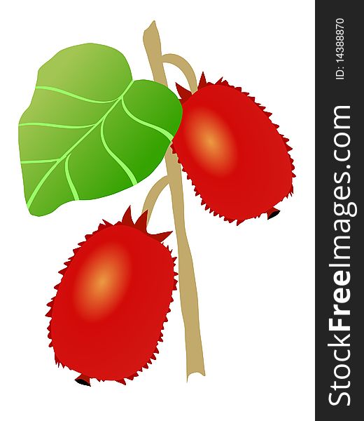 Vector colored illustration of actinidia