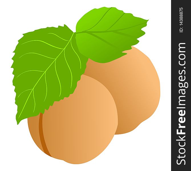 Vector colored illustration of apricot