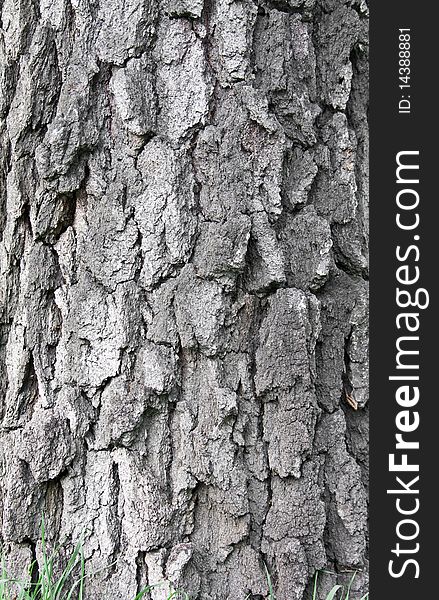 Bark of an old birch tree with rough texture on its surface Background. Bark of an old birch tree with rough texture on its surface Background