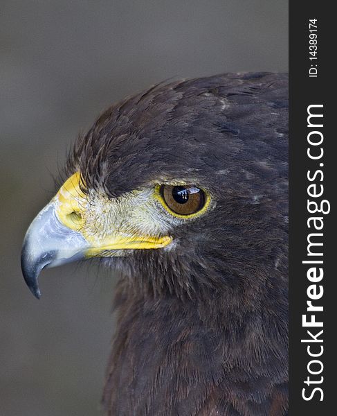 A portrait of a hawk