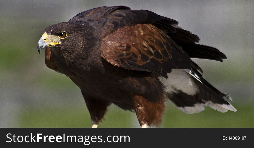 A portrait of a hawk