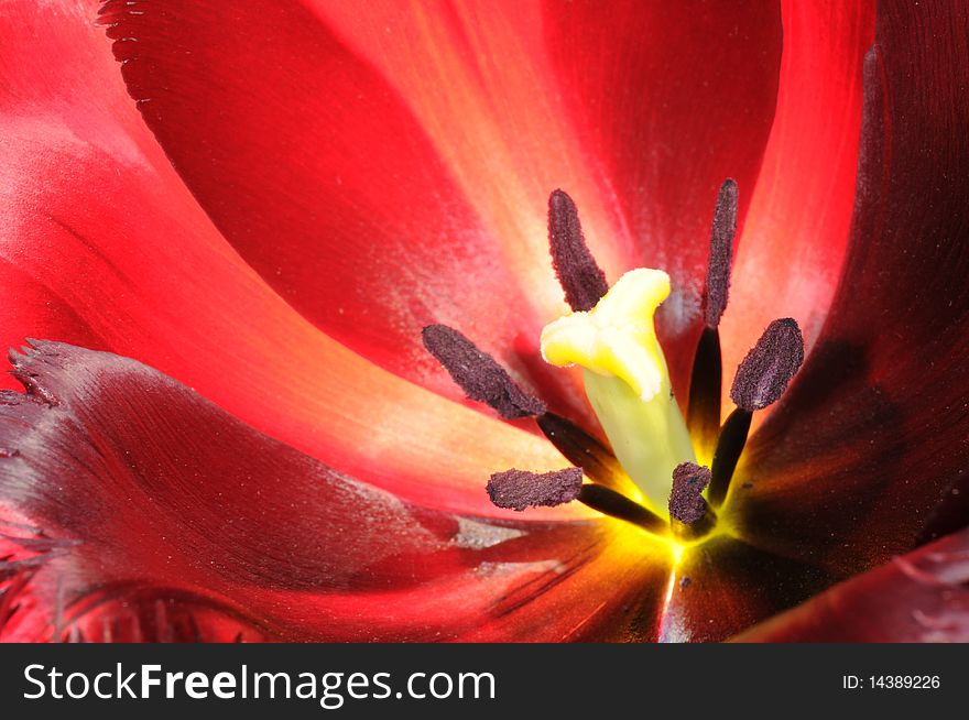 Blossoming Tulip