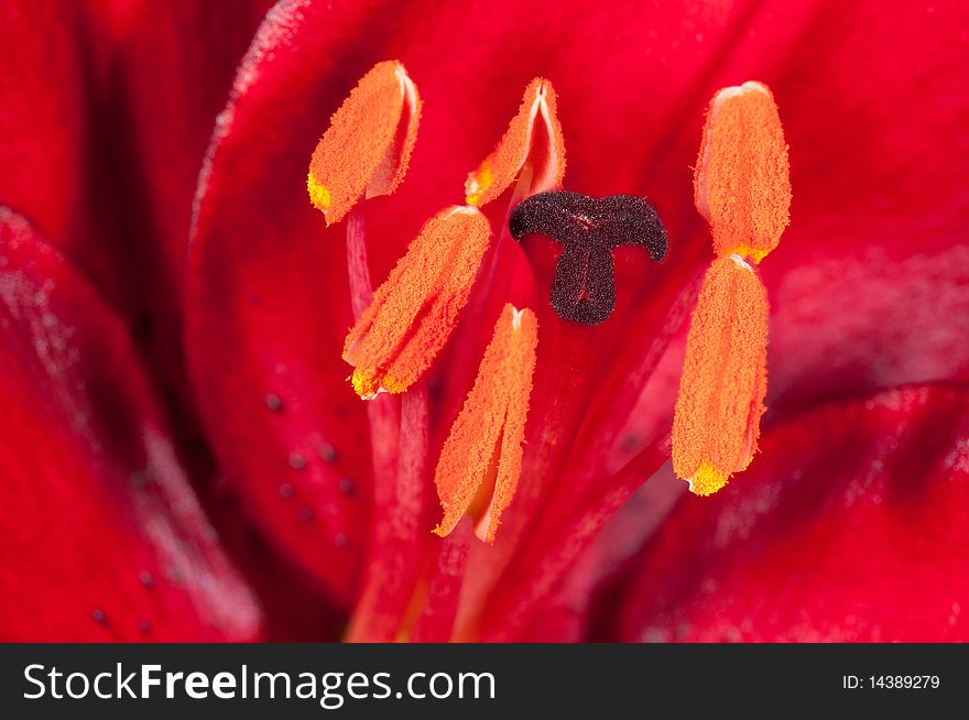 Extreme close-up on center part of blossoming lily