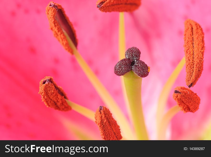 Extreme close-up on center part of blossoming lily