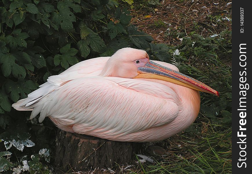 White Pelican resting in the shade of a tree. White Pelican resting in the shade of a tree.