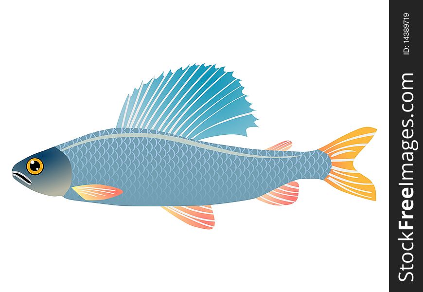 Colored vector illustration of grayling