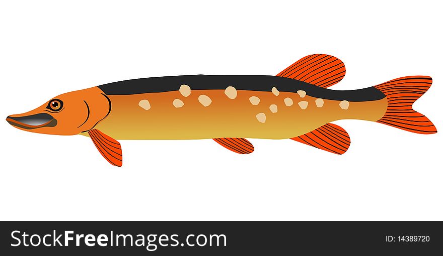 Colored vector illustration of pike