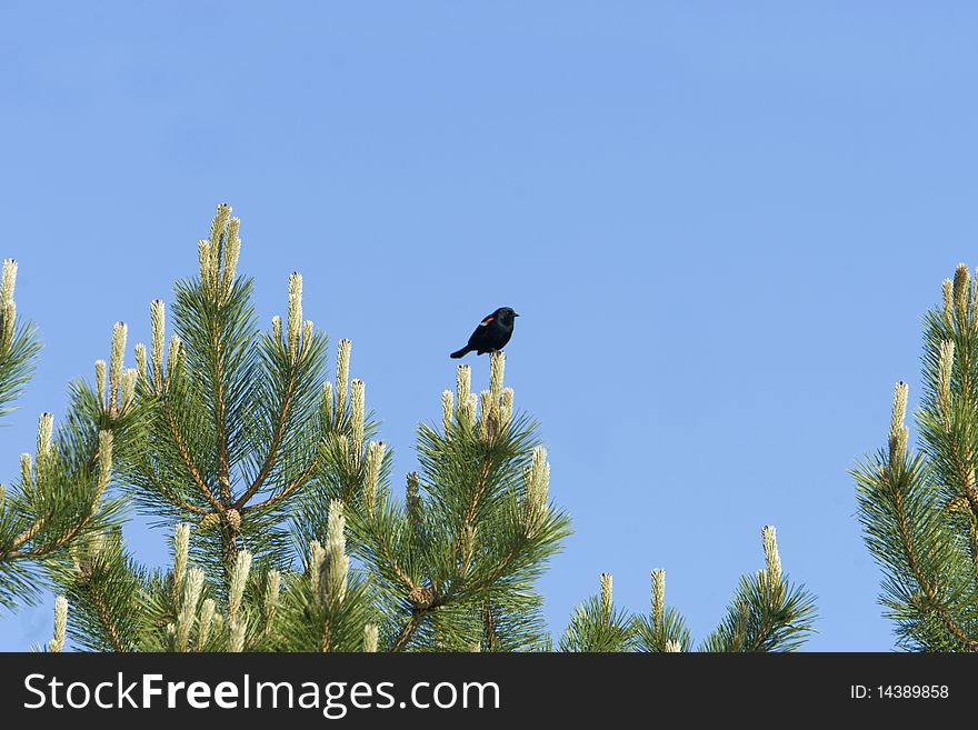 A lone Red Winged Blackbird perched in a Red Pine Tree. A lone Red Winged Blackbird perched in a Red Pine Tree.