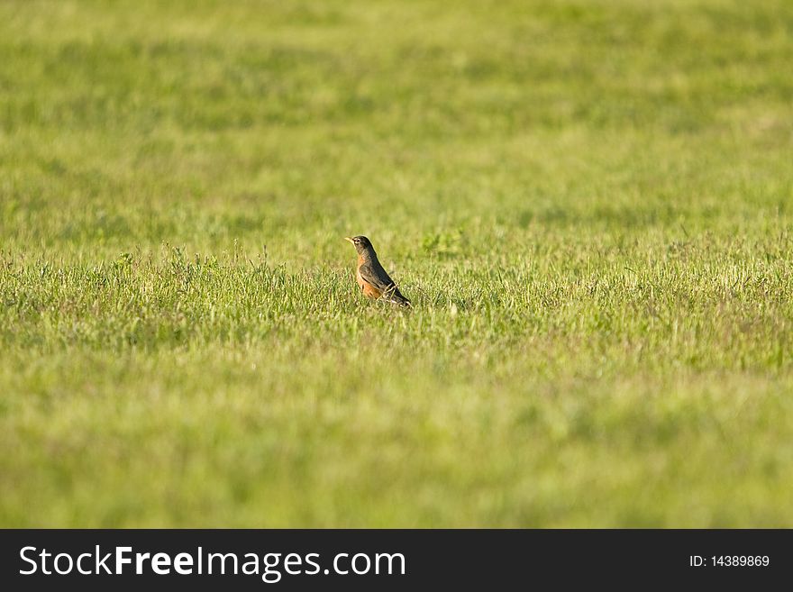 Robin In Field